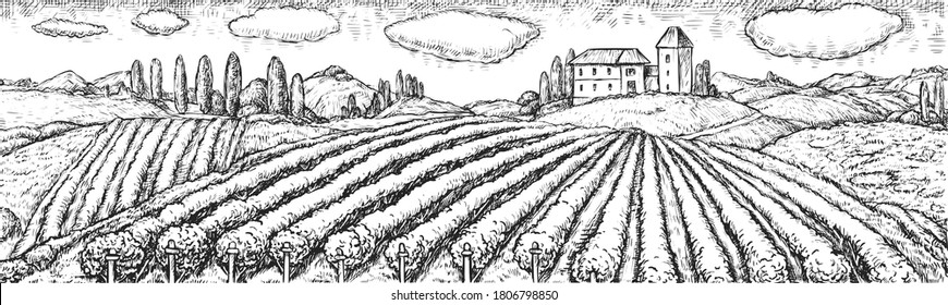 Vineyard field. Vector rural scene with winery plantation on hill and house ranch hand drawn engraving sketch. Agricultural landscape with cultivated field. Vineyard and viticulture illustration