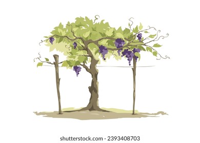 Vineyard -- free hand drawing, sketch in watercolor style with purple grapes. Vector illustration, design element for wine products.	