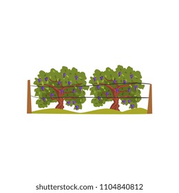 Vineyard with grapes bunches vector Illustration on a white background