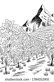 Vineyard graphic black white vertical landscape sketch illustration vector