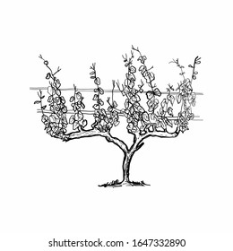 Vineyard in a graphic style. Vector illustration.