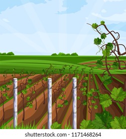 Vineyard growing harvest Vector. Beautiful summer fields and mountains views