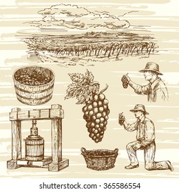 vineyard, hand drawn collection