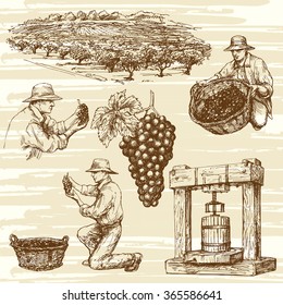 vineyard, hand drawn collection
