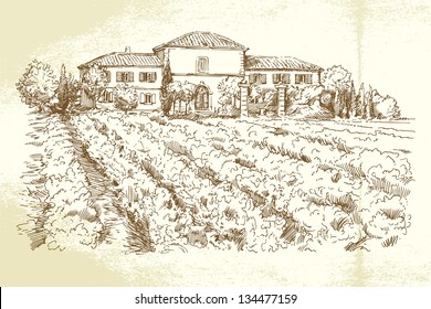 Vineyard - hand drawn illustration