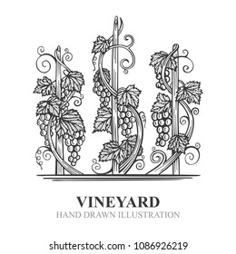 Vineyard Hand Drawn Sketch.
Grape And Vine Vintage Style Vector Illustration.
Wine Theme Design Elements And Template.