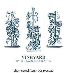 Vineyard hand drawn sketch.
Grape and vine vintage style vector illustration.
Wine theme design elements and template.