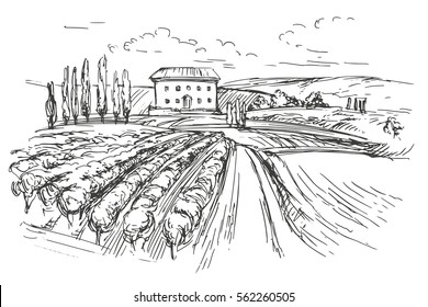 Vineyard hand drawn vector illustration realistic sketch