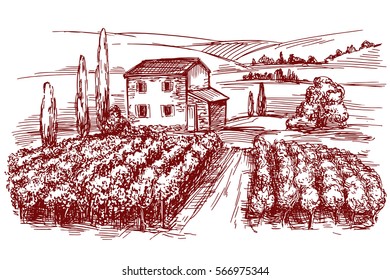 Vineyard hand drawn vector illustration realistic sketch