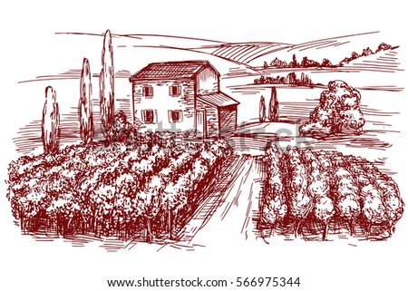 Vineyard hand drawn vector illustration realistic sketch