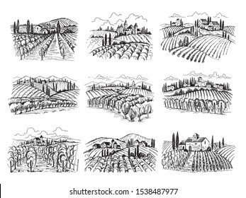 Vineyard landscape. Farm grape fields with houses agricultural hand drawn vector illustrations. Farm vineyard, landscape field agriculture