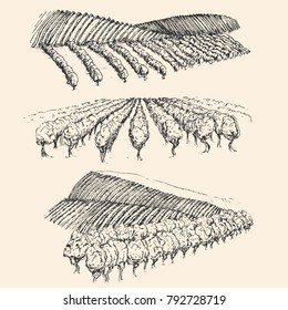 Vineyard landscape field in vintage engraved style. Hand drawn vector illustration.