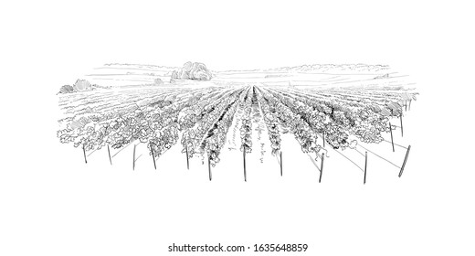 Vineyard landscape. France. Vector sketch design. Hand drawn illustration