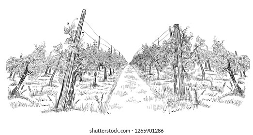 Vineyard landscape hand drawn horizontal sketch vector illustration isolated on white