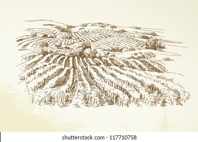 Vineyard Landscape  - hand drawn illustration