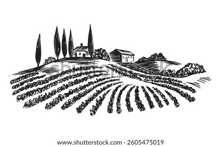 Vineyard landscape, hand drawn on white	