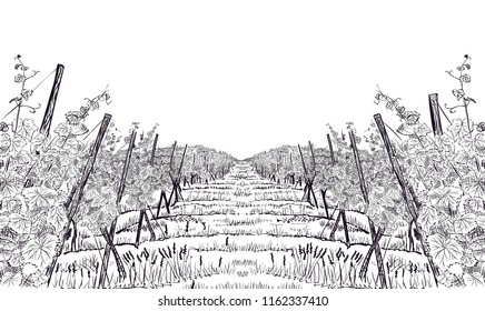 Vineyard landscape. Hand drawn sketch vector illustration isolated on white