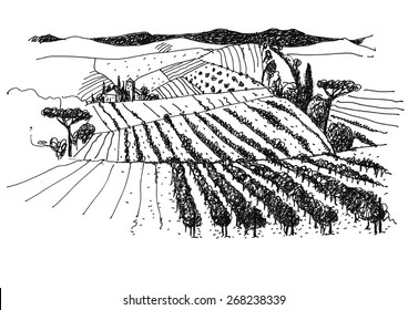 vineyard landscape ink pen picture - vector