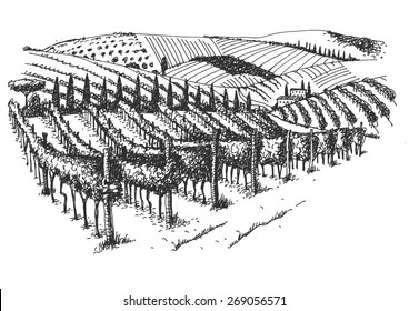 Vineyard Landscape Ink Pen Picture - Vector