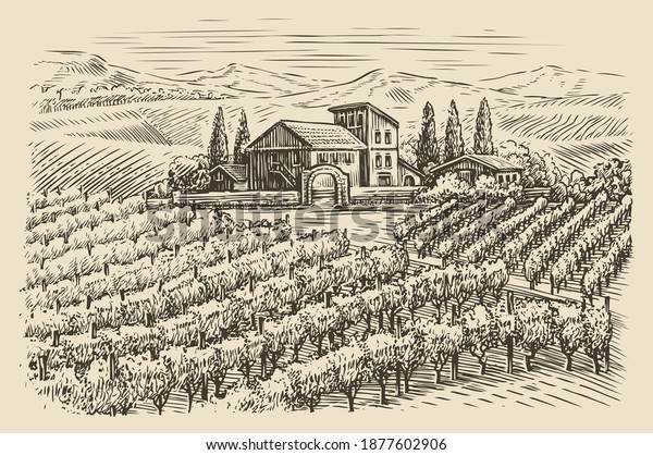 Vineyard landscape sketch. Hand drawn vintage vector illustration