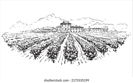 Vineyard landscape sketch  Hand  drawn vintage vector illustration  Rows vineyard grape plants   winery farmhouse the background in graphic style landscape engraving 