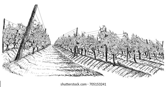 Vineyard landscape sketch isolated on white. Hand drawn vector illustration