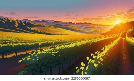 Vineyard landscape at sunset. Vector illustration of a vineyard at sunset.