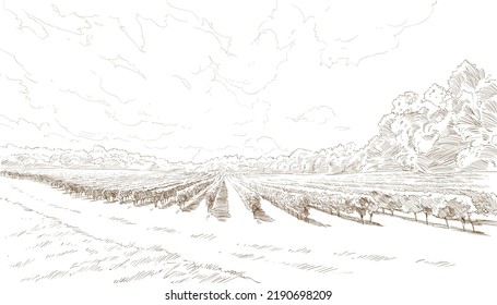 Vineyard Landscape Vector Sketch Design. Hand Drawn Illustration