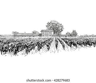 Vineyard landscape vector sketch design. Hand drawn illustration