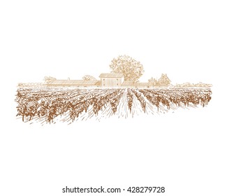 Vineyard landscape vector sketch design. Hand drawn illustration