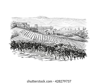 Vineyard landscape vector sketch design. Hand drawn illustration