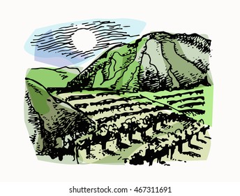 Vineyard landscape vector sketch design. Hand drawn illustration. 