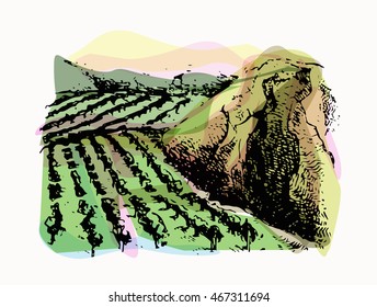 Vineyard landscape vector sketch design. Hand drawn illustration. 