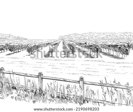 Vineyard landscape vector sketch design. Hand drawn illustration