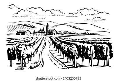 Vineyard landscape vector sketch. Grape plants