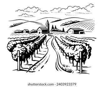 Vineyard landscape vector sketch. Grape plants