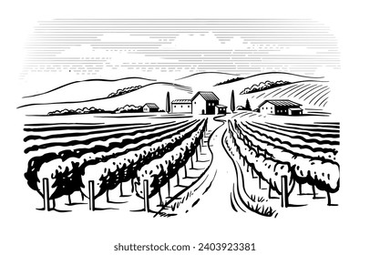 Vineyard landscape vector sketch. Grape plants