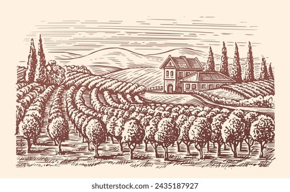 Vineyard landscape. Winery, viticulture sketch. Hand drawn vintage vector illustration