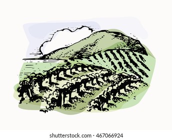 Vineyard original hand drawn collection. Vector illustration. 