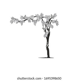 VINEYARD PLANTS WITH LEAVES AND GRAPES, AMARONE AND PROSECCO WINE