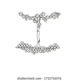 VINEYARD PLANTS WITH LEAVES AND GRAPES, AMARONE AND PROSECCO WINE