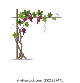 PLANTAS DE VINHA COM FOLHAS E UVAS, VINHO AMARONA E PROSECCO	