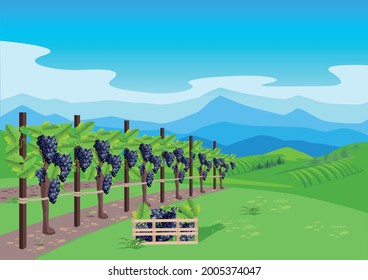 Vineyard with ripe grapes in the background of the valley, mountains and blue sky. Grape harvest and winemaking. Harvest celebration. Vector illustration.