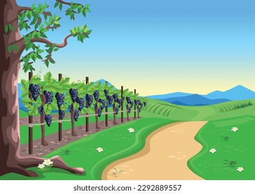 Viñedo con uvas maduras en el fondo del valle, montañas y cielo azul. Cosecha de uva y viticultura. Celebración de la cosecha. Ilustración vectorial.