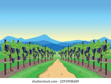 Vineyard with ripe grapes in the background of the valley, mountains and blue sky. Grape harvest and winemaking. Harvest celebration. Vector illustration.