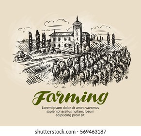 Vineyard sketch. Farm, agriculture vector illustration