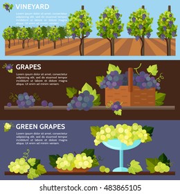 Vineyard tabletop design. Rows of grapes in a vineyard. Autumn  harvest