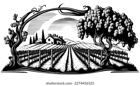 Vineyard vector black line illustration isolated white. Sketch art