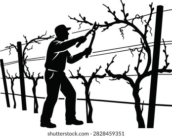 Vineyard worker pruning grapevines with shears along a trellis, suited for viticulture, wine production, agriculture and vineyard management designs.