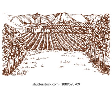 Vineyards panorama in retro style. Drawing of vineyards in the south. Fields with vines and a house in the background